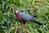 Metallic Pigeon